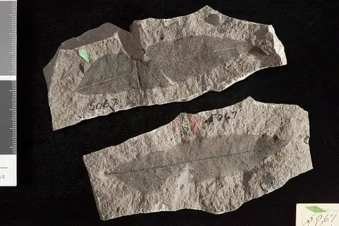 Dokumentasi USNM P5067 dengan identifikasi pada sumber Asplenium remotidens. Isi dan label gambar dipertahankan.