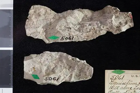 Dokumentasi USNM P5061 dengan identifikasi pada sumber Equisetum haguei. Isi dan label gambar dipertahankan.