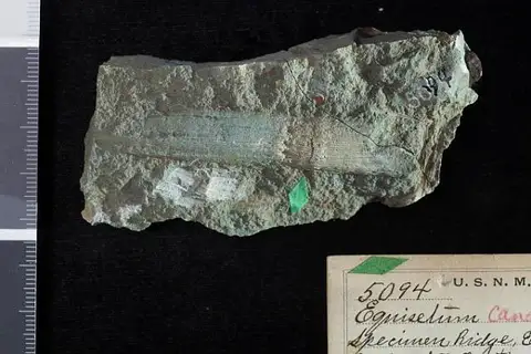 Dokumentasi USNM P5094 dengan identifikasi pada sumber Equisetum canaliculatum. Isi dan label gambar dipertahankan.