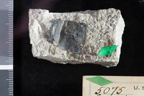 Dokumentasi USNM P5075 dengan identifikasi pada sumber Equisetum deciduum. Isi dan label gambar dipertahankan.