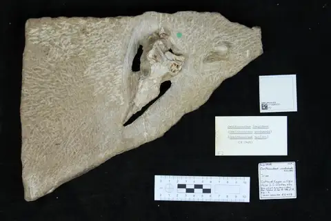 Dokumentasi PV R 2409 dengan identifikasi pada sumber Ornithosuchus woodwardi. Isi dan label gambar dipertahankan.
