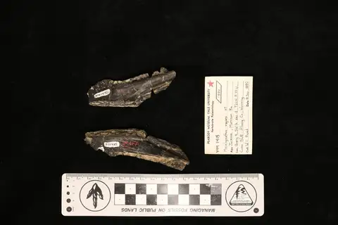 Dokumentasi YPM VP 001415 dengan identifikasi pada sumber Macelognathus vagans. Isi dan label gambar dipertahankan.