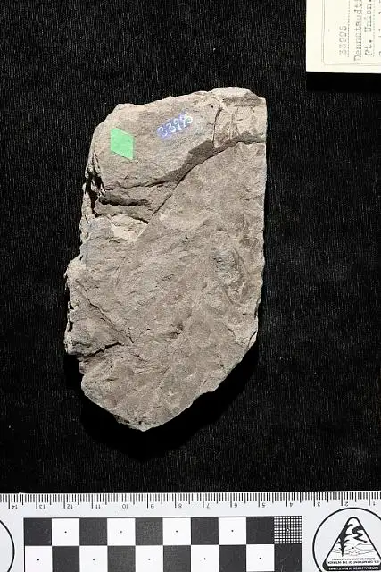 Dokumentasi USNM P33995 dengan identifikasi pada sumber Dennstaedtia americana. Isi dan label gambar dipertahankan.