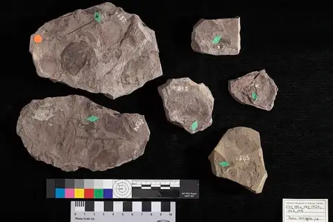 Dokumentasi USNM P542 dengan identifikasi pada sumber Pistia corrugata. Isi dan label gambar dipertahankan.