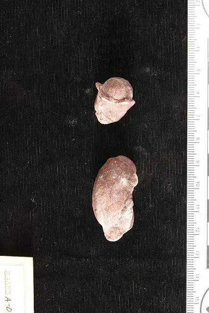 Dokumentasi USNM P38353B dengan identifikasi pada sumber Myristica catahoulensis. Isi dan label gambar dipertahankan.