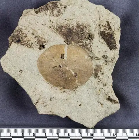 Dokumentasi USNM PAL617204 dengan identifikasi pada sumber Nelumbago montanum. Isi dan label gambar dipertahankan.