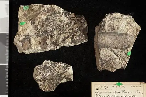Dokumentasi USNM P4275 dengan identifikasi pada sumber Sequoia couttsiae. Isi dan label gambar dipertahankan.