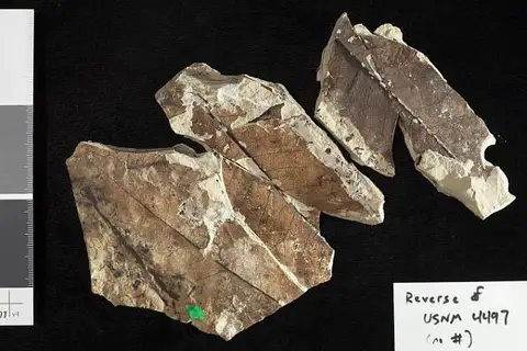 Dokumentasi USNM P4497 dengan identifikasi pada sumber Phragmites latissima. Isi dan label gambar dipertahankan.