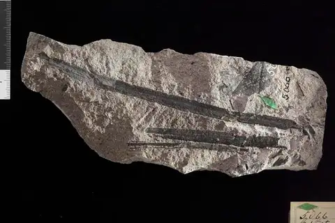 Dokumentasi USNM P5066 dengan identifikasi pada sumber Cyperacites giganteus. Isi dan label gambar dipertahankan.