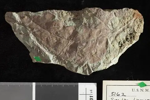 Dokumentasi USNM P5162 dengan identifikasi pada sumber Smilax lamarensis. Isi dan label gambar dipertahankan.