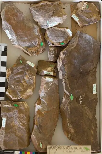 Dokumentasi USNM P455A dengan identifikasi pada sumber Juglans rugosa. Isi dan label gambar dipertahankan.