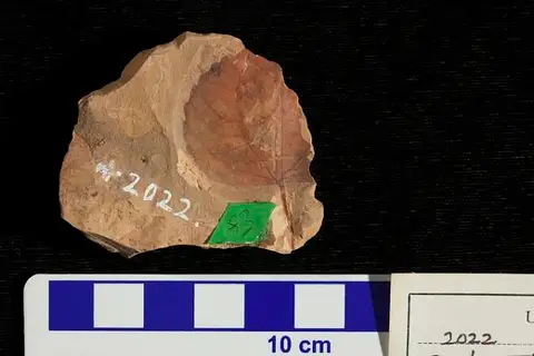 Dokumentasi USNM P2022A dengan identifikasi pada sumber Populus glandulifera. Isi dan label gambar dipertahankan.