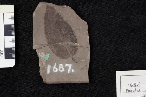 Dokumentasi USNM P1687 dengan identifikasi pada sumber Populus zaddachi. Isi dan label gambar dipertahankan.