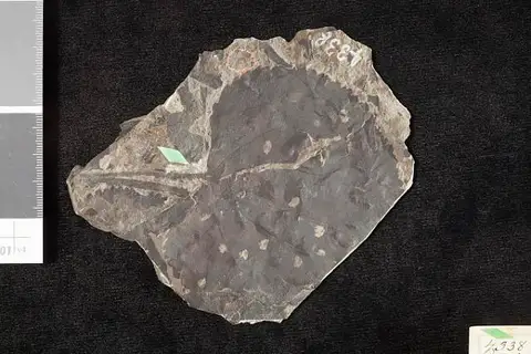 Dokumentasi USNM P4338 dengan identifikasi pada sumber Populus xantholithensis. Isi dan label gambar dipertahankan.