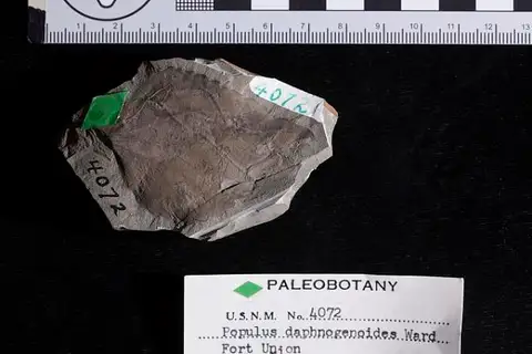 Dokumentasi USNM P4072 dengan identifikasi pada sumber Populus daphnogenoides. Isi dan label gambar dipertahankan.