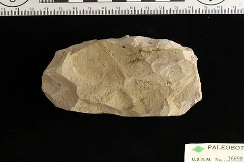 Dokumentasi USNM P36898 dengan identifikasi pada sumber Salix elongata. Isi dan label gambar dipertahankan.