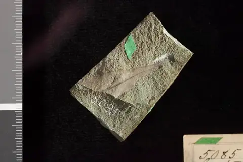 Dokumentasi USNM P5085 dengan identifikasi pada sumber Castanea pulchella. Isi dan label gambar dipertahankan.
