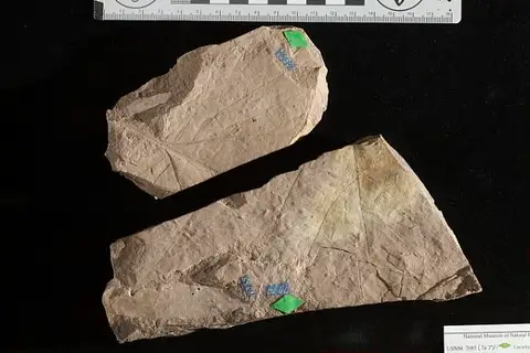 Dokumentasi USNM P9335 dengan identifikasi pada sumber Quercus consimilis. Isi dan label gambar dipertahankan.