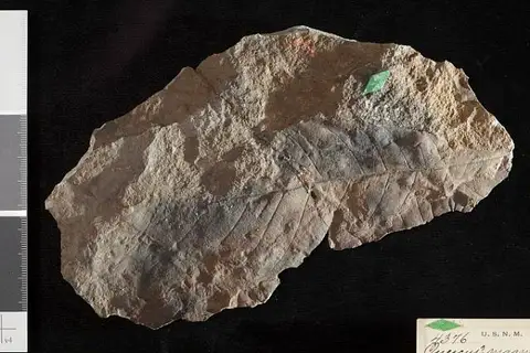 Dokumentasi USNM P4376 dengan identifikasi pada sumber Quercus magnifolia. Isi dan label gambar dipertahankan.