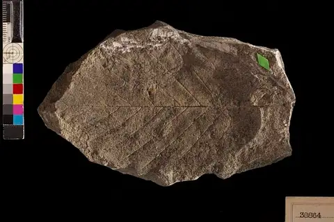 Dokumentasi USNM P38864 dengan identifikasi pada sumber Quercus olafseni. Isi dan label gambar dipertahankan.