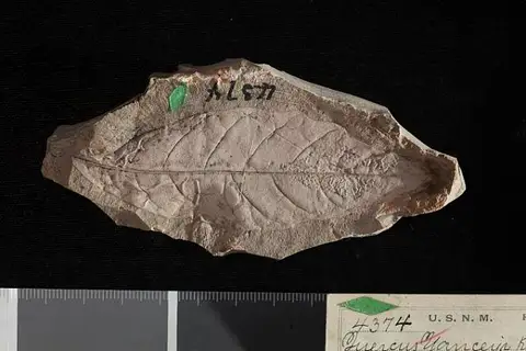 Dokumentasi USNM P4374 dengan identifikasi pada sumber Quercus yanceyi. Isi dan label gambar dipertahankan.