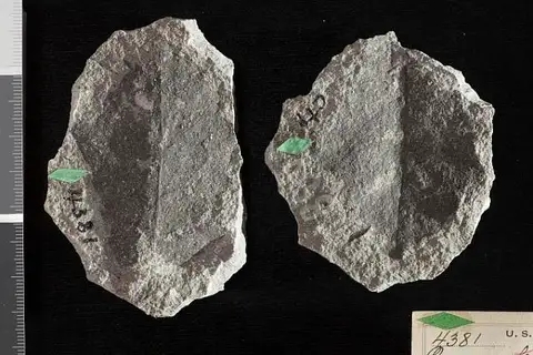Dokumentasi USNM P4381 dengan identifikasi pada sumber Quercus culveri. Isi dan label gambar dipertahankan.