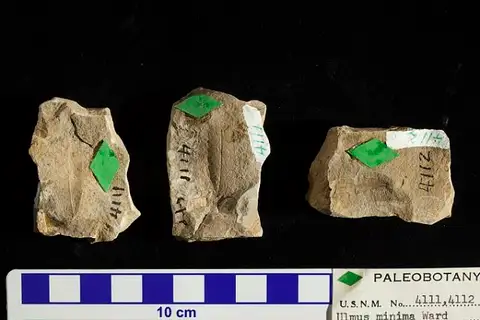 Dokumentasi USNM P4111 dengan identifikasi pada sumber Ulmus minima. Isi dan label gambar dipertahankan.