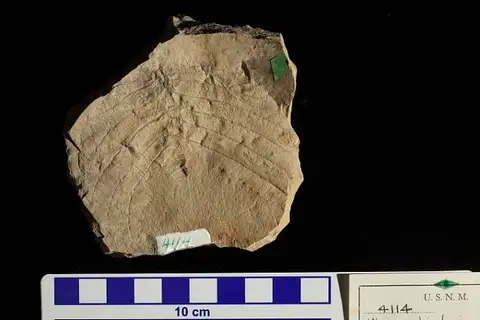Dokumentasi USNM P4114 dengan identifikasi pada sumber Ulmus rhamnifolia. Isi dan label gambar dipertahankan.