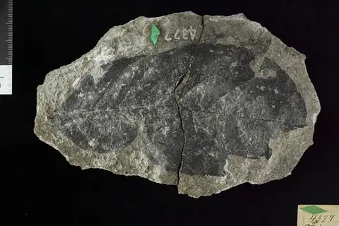Dokumentasi USNM P4377 dengan identifikasi pada sumber Ficus deformata. Isi dan label gambar dipertahankan.