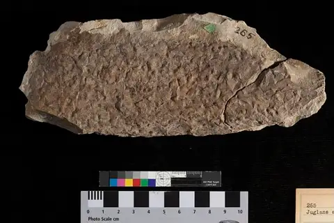 Dokumentasi USNM P265 dengan identifikasi pada sumber Ficus ungeri. Isi dan label gambar dipertahankan.