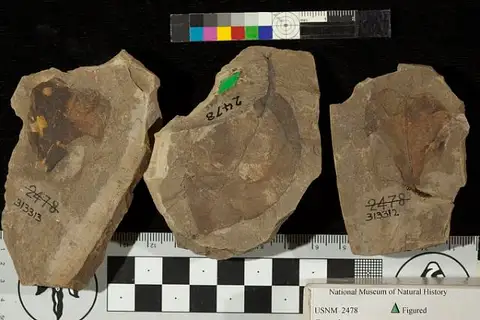 Dokumentasi USNM P2478 dengan identifikasi pada sumber Ficus shastensis. Isi dan label gambar dipertahankan.