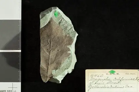 Dokumentasi USNM P4460 dengan identifikasi pada sumber Magnolia californica. Isi dan label gambar dipertahankan.