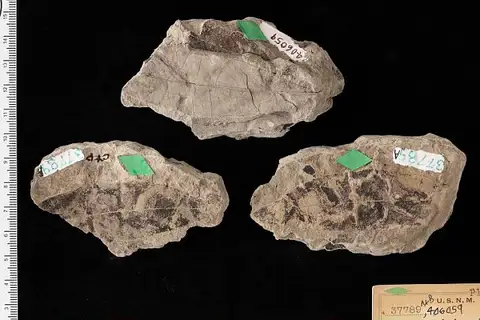 Dokumentasi USNM P37789A dengan identifikasi pada sumber Laurus primigenia. Isi dan label gambar dipertahankan.
