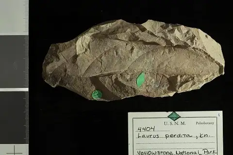 Dokumentasi USNM P4404 dengan identifikasi pada sumber Laurus perdita. Isi dan label gambar dipertahankan.