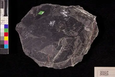 Dokumentasi USNM P38917 dengan identifikasi pada sumber Laurus californica. Isi dan label gambar dipertahankan.