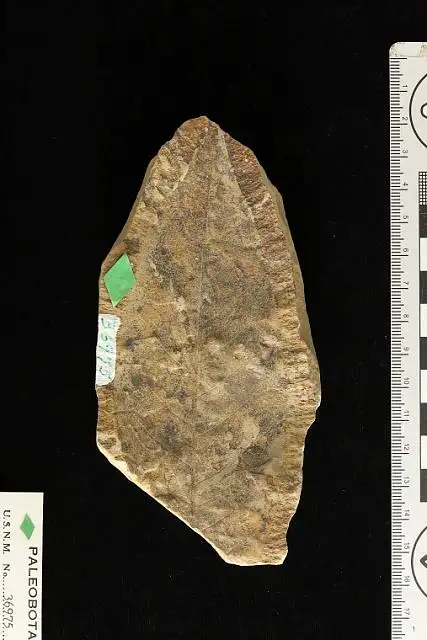 Dokumentasi USNM P36975 dengan identifikasi pada sumber Laurus grandis. Isi dan label gambar dipertahankan.