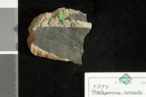 Dokumentasi USNM P4354 dengan identifikasi pada sumber Malapoenna cuneata. Isi dan label gambar dipertahankan.
