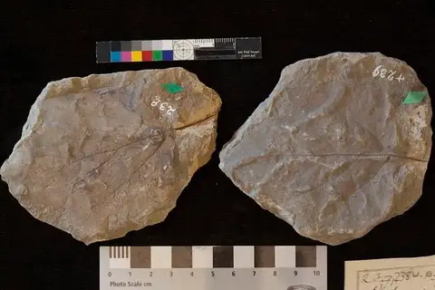 Dokumentasi USNM P238 dengan identifikasi pada sumber Platanus guillelmae. Isi dan label gambar dipertahankan.
