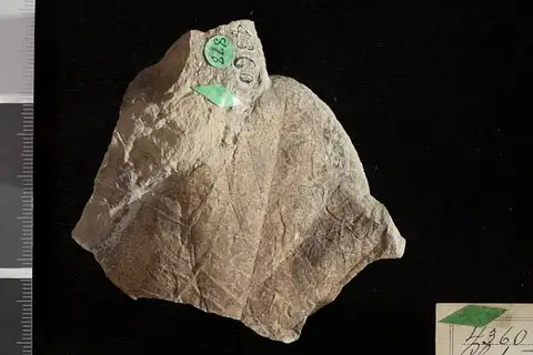Dokumentasi USNM P4360 dengan identifikasi pada sumber Platanus montana. Isi dan label gambar dipertahankan.