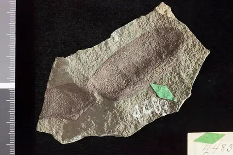 Dokumentasi USNM P4483 dengan identifikasi pada sumber Acacia macrosperma. Isi dan label gambar dipertahankan.