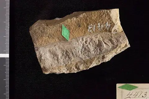Dokumentasi USNM P4413 dengan identifikasi pada sumber Acacia lamarensis. Isi dan label gambar dipertahankan.