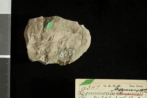 Dokumentasi USNM P4349 dengan identifikasi pada sumber Leguminosites lamarensis. Isi dan label gambar dipertahankan.