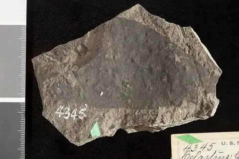 Dokumentasi USNM P4345 dengan identifikasi pada sumber Celastrus culveri. Isi dan label gambar dipertahankan.