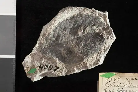 Dokumentasi USNM P4397 dengan identifikasi pada sumber Celastrus inaequalis. Isi dan label gambar dipertahankan.