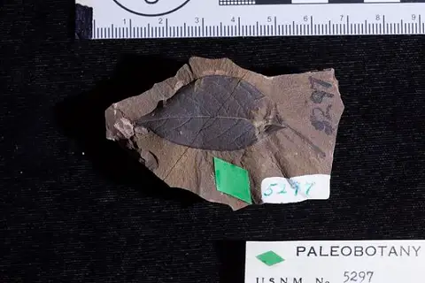 Dokumentasi USNM P5297 dengan identifikasi pada sumber Elaeodendron polymorphum. Isi dan label gambar dipertahankan.