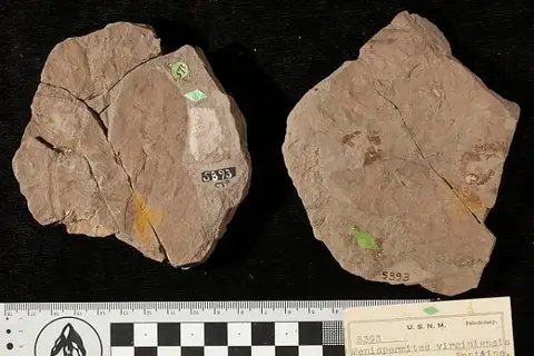Dokumentasi USNM P5393 dengan identifikasi pada sumber Paliurus colombi. Isi dan label gambar dipertahankan.