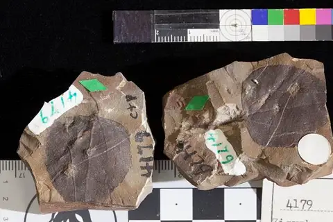 Dokumentasi USNM P4179 dengan identifikasi pada sumber Zizyphus serrulatus. Isi dan label gambar dipertahankan.