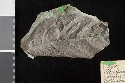 Dokumentasi USNM P4370 dengan identifikasi pada sumber Pterospermites haguei. Isi dan label gambar dipertahankan.