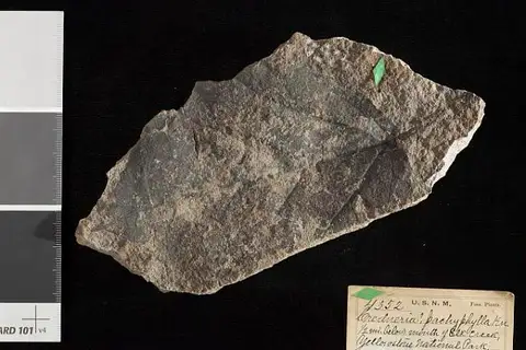 Dokumentasi USNM P4352 dengan identifikasi pada sumber Credneria pachyphylla. Isi dan label gambar dipertahankan.