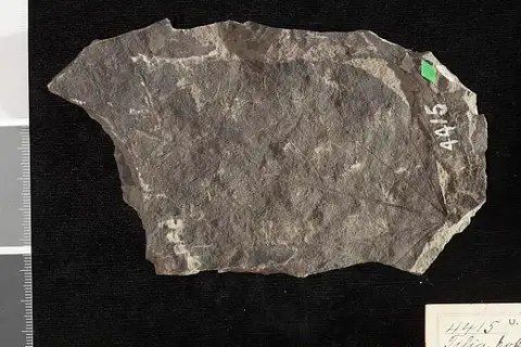Dokumentasi USNM P4415 dengan identifikasi pada sumber Tilia populifolia. Isi dan label gambar dipertahankan.